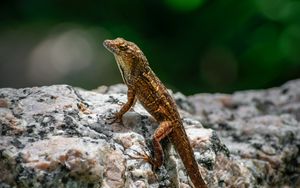 Preview wallpaper lizard, amphibian, reptile, stone, macro