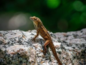 Preview wallpaper lizard, amphibian, reptile, stone, macro