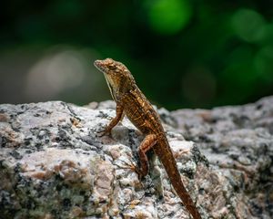 Preview wallpaper lizard, amphibian, reptile, stone, macro