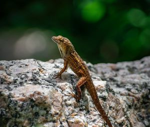 Preview wallpaper lizard, amphibian, reptile, stone, macro