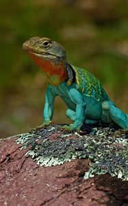 Preview wallpaper lizard, amphibian, reptile, scales