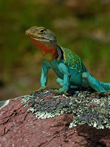 Preview wallpaper lizard, amphibian, reptile, scales