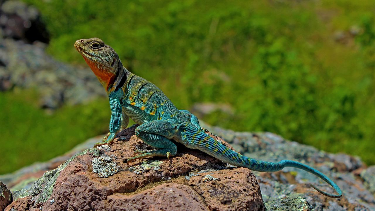 Wallpaper lizard, amphibian, scales, reptile, stone
