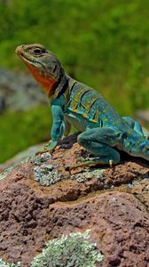 Preview wallpaper lizard, amphibian, scales, reptile, stone