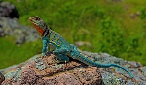 Preview wallpaper lizard, amphibian, scales, reptile, stone