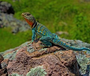 Preview wallpaper lizard, amphibian, scales, reptile, stone