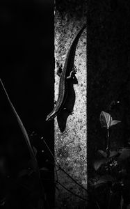 Preview wallpaper lizard, animal, bw