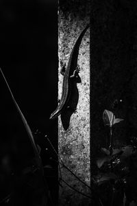 Preview wallpaper lizard, animal, bw