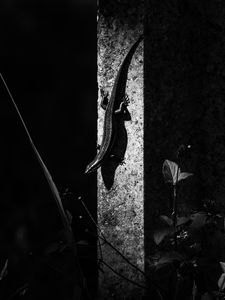 Preview wallpaper lizard, animal, bw