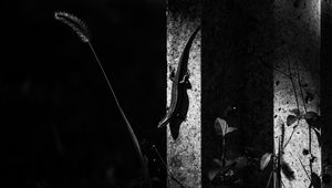 Preview wallpaper lizard, animal, bw