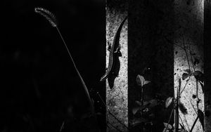 Preview wallpaper lizard, animal, bw