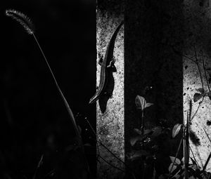 Preview wallpaper lizard, animal, bw