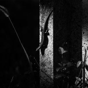 Preview wallpaper lizard, animal, bw