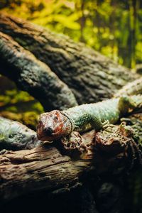Preview wallpaper lizard, animal, log, shadows, blur