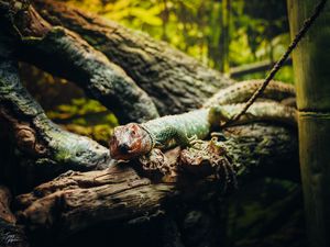 Preview wallpaper lizard, animal, log, shadows, blur