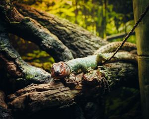 Preview wallpaper lizard, animal, log, shadows, blur