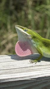 Preview wallpaper lizard, anolis carolinensis, climbing, tree