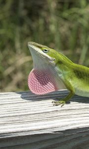 Preview wallpaper lizard, anolis carolinensis, climbing, tree