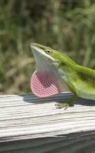 Preview wallpaper lizard, anolis carolinensis, climbing, tree