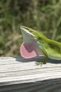 Preview wallpaper lizard, anolis carolinensis, climbing, tree