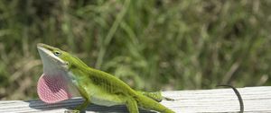 Preview wallpaper lizard, anolis carolinensis, climbing, tree