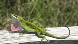 Preview wallpaper lizard, anolis carolinensis, climbing, tree