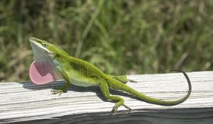 Preview wallpaper lizard, anolis carolinensis, climbing, tree