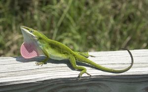 Preview wallpaper lizard, anolis carolinensis, climbing, tree