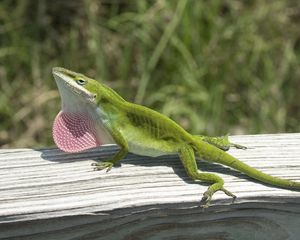 Preview wallpaper lizard, anolis carolinensis, climbing, tree