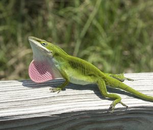 Preview wallpaper lizard, anolis carolinensis, climbing, tree