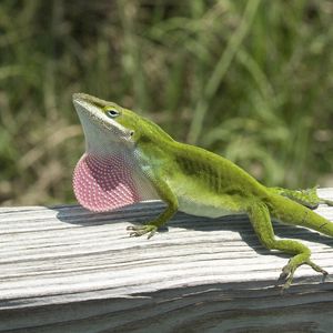 Preview wallpaper lizard, anolis carolinensis, climbing, tree