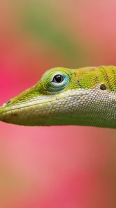 Preview wallpaper lizard, background, color, pink