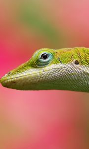 Preview wallpaper lizard, background, color, pink