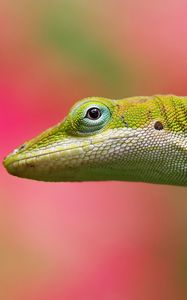 Preview wallpaper lizard, background, color, pink