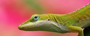 Preview wallpaper lizard, background, color, pink