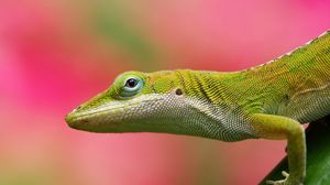 Preview wallpaper lizard, background, color, pink