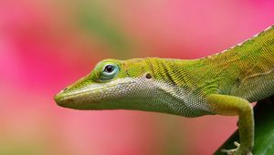 Preview wallpaper lizard, background, color, pink