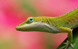 Preview wallpaper lizard, background, color, pink