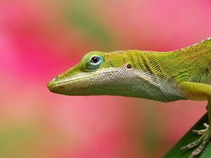 Preview wallpaper lizard, background, color, pink