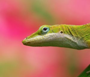 Preview wallpaper lizard, background, color, pink