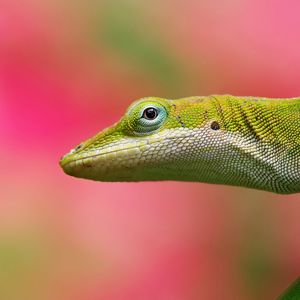 Preview wallpaper lizard, background, color, pink