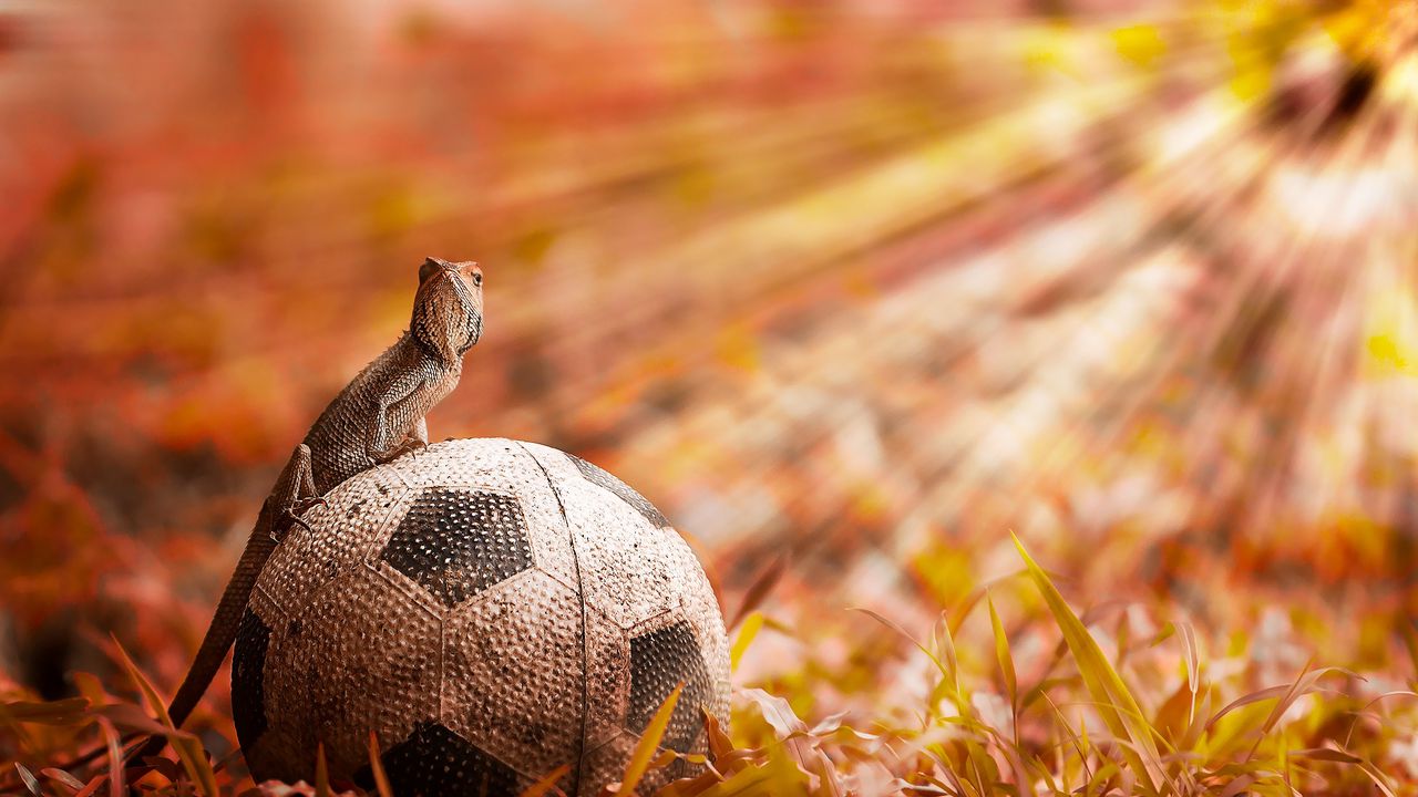Wallpaper lizard, ball, light, grass