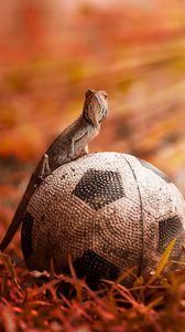 Preview wallpaper lizard, ball, light, grass