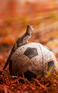 Preview wallpaper lizard, ball, light, grass