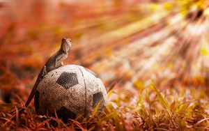 Preview wallpaper lizard, ball, light, grass