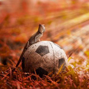 Preview wallpaper lizard, ball, light, grass