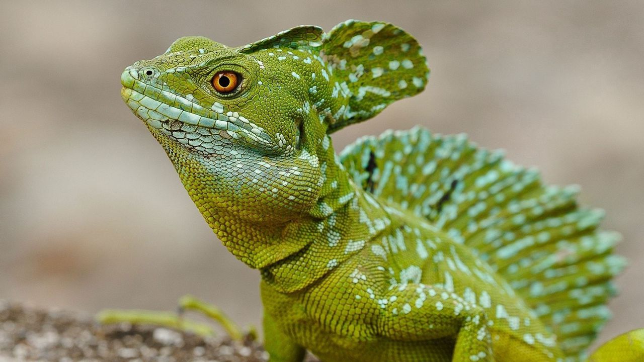 Wallpaper lizard, basilisk, comb, eye, skin