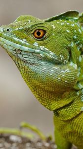 Preview wallpaper lizard, basilisk, comb, eye, skin
