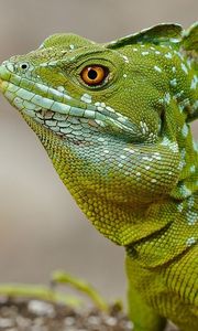 Preview wallpaper lizard, basilisk, comb, eye, skin