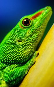 Preview wallpaper lizard, bright, color, branch